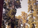 65_Sequoia_NP_April_1989