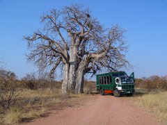 Bushcamp01_Reise_Truck_Affenbrotbaum