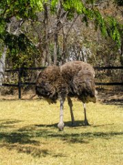 Storch_im_Camp_SEL