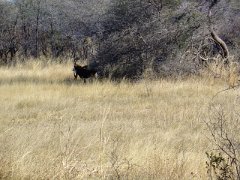 GD20_Sable-Antelope