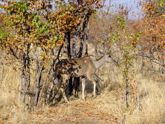 Reiten_Kleiner_Kudu03