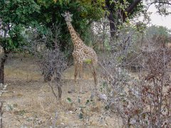 GD50_Massaigiraffe