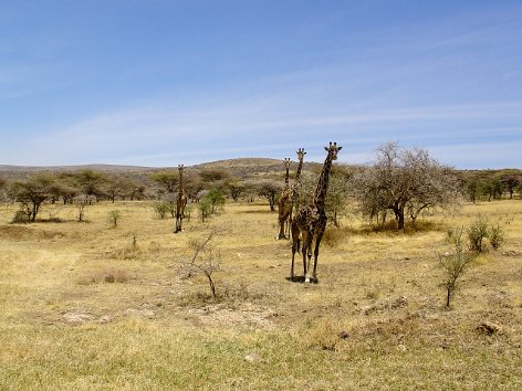 03_Serengeti