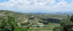 Olivenplantage01