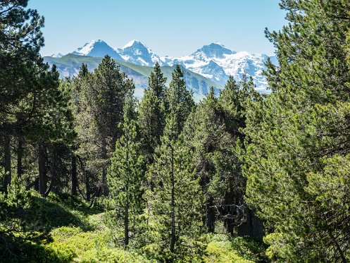 Hoganthütte Blick Blick Eiger Mönch Jungfrau